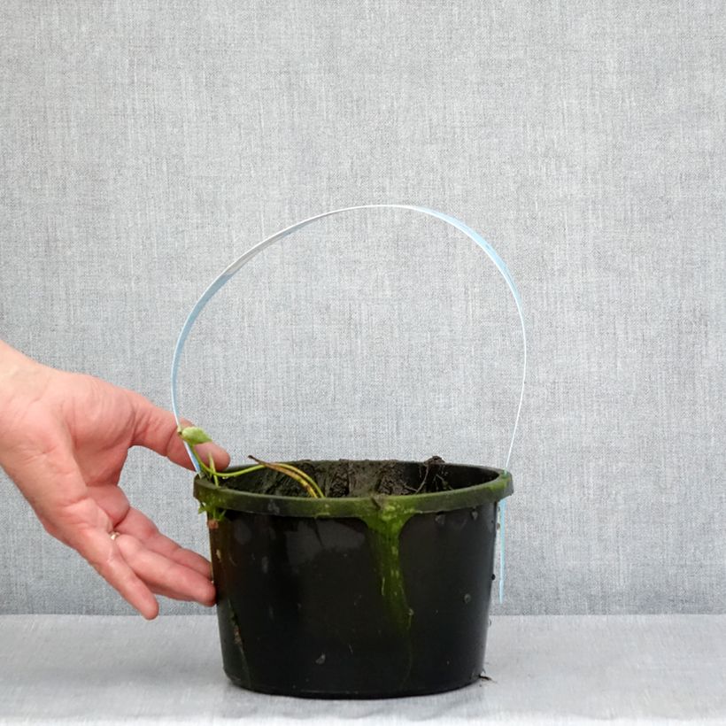 Example of Nelumbo Pygmaea Pink - Lotus nain double rose clair Pot de 3L/4L as you get in printemps