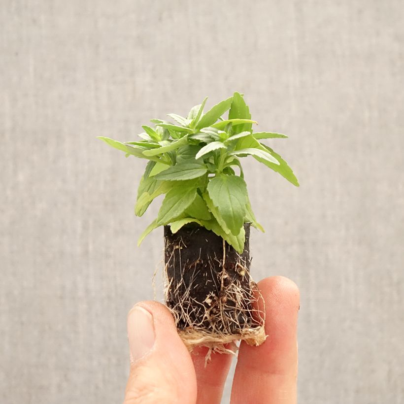 Spécimen de Nemesia Banana Split  Mini-motte Ø 1,5/2,5 cm tel que livré au printemps