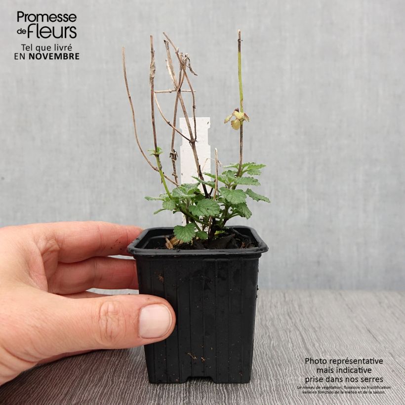 Spécimen de Nepeta faassenii Cat’s Meow - Chataire  Godet de 8/9 cm tel que livré en automne