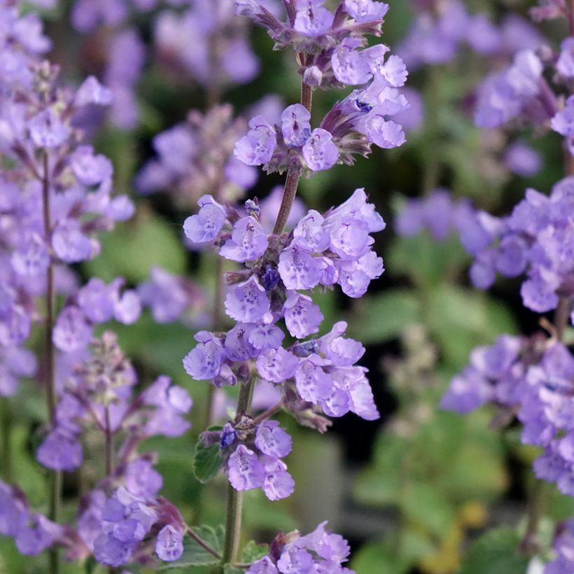 Nepeta faassenii Cat's Pajamas (Flowering)