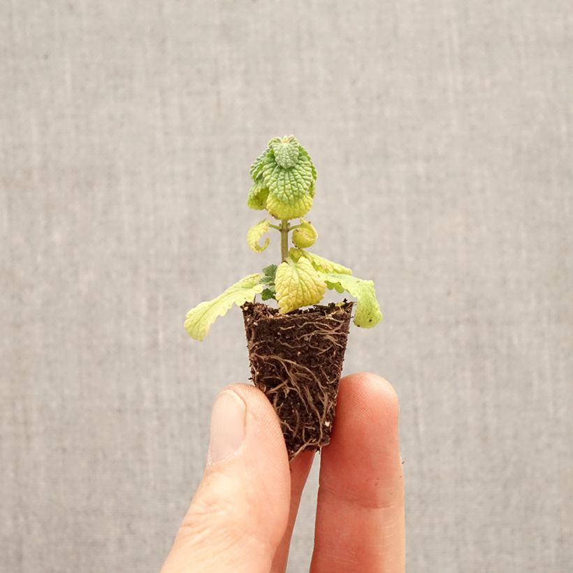 Spécimen de Nepeta faassenii Cat's Pajamas Mini-motte Ø 3/4 cm tel que livré au printemps