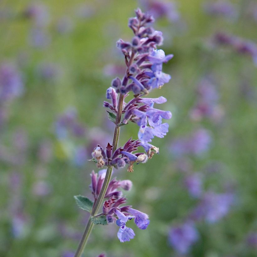 Nepeta faassenii Six Hill s Giant (Floraison)