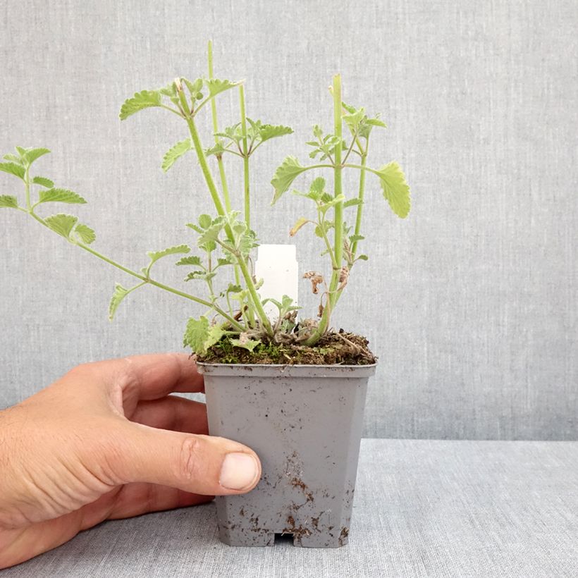 Spécimen de Nepeta faassenii Six Hill s Giant Godet de 8/9 cm tel que livré au printemps