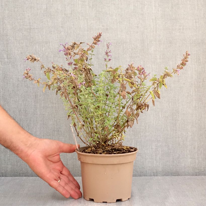 Spécimen de Nepeta faassenii Walker's Low Pot de 2L/3L tel que livré en été