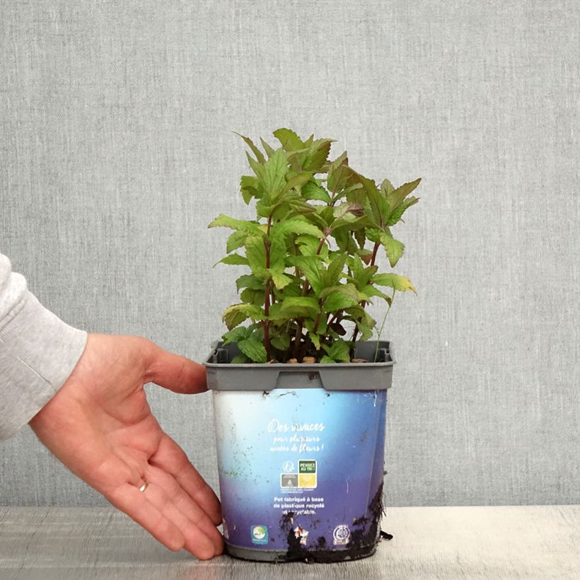 Spécimen de Nepeta nervosa - Chataire nervurée Pot de 2L/3L tel que livré au printemps