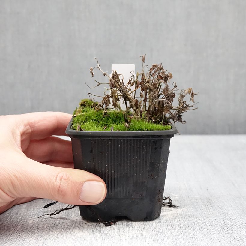 Example of Nepeta Nova Blue - Népéta hybride Godet de 8/9 cm as you get in hiver