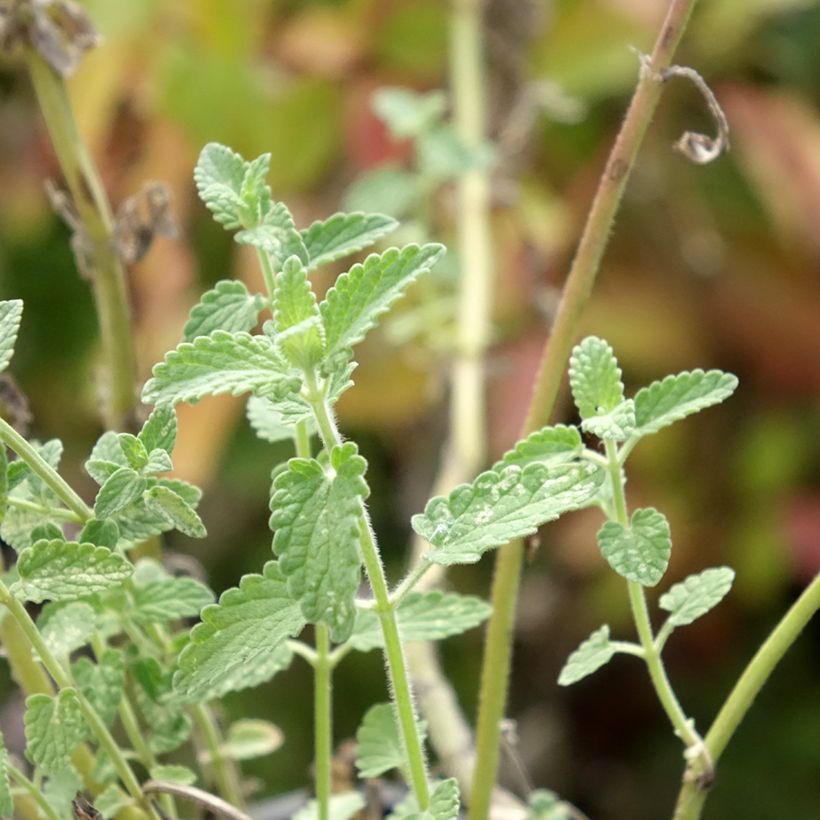 Nepeta racemosa Amelia - Chataire (Foliage)