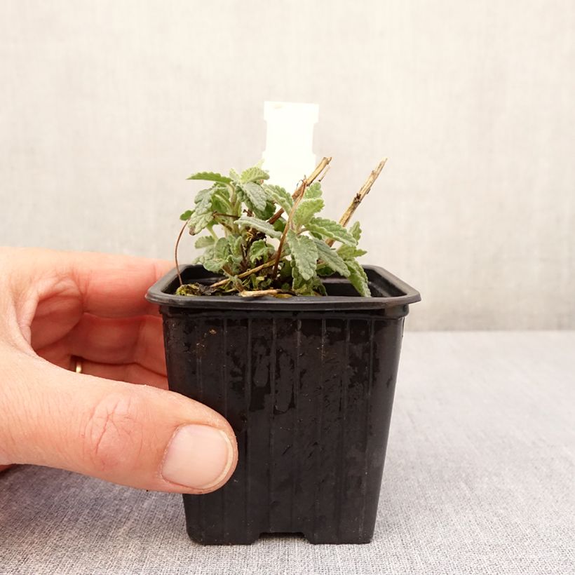 Example of Nepeta racemosa Amelia - Chataire Godet de 8/9 cm as you get in printemps