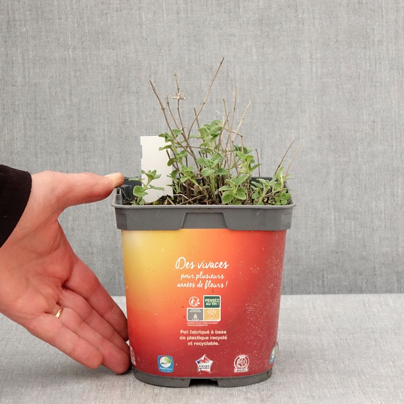 Spécimen de Nepeta racemosa Snowflake - Chataire à fleurs blanches Pot de 2L/3L tel que livré au printemps