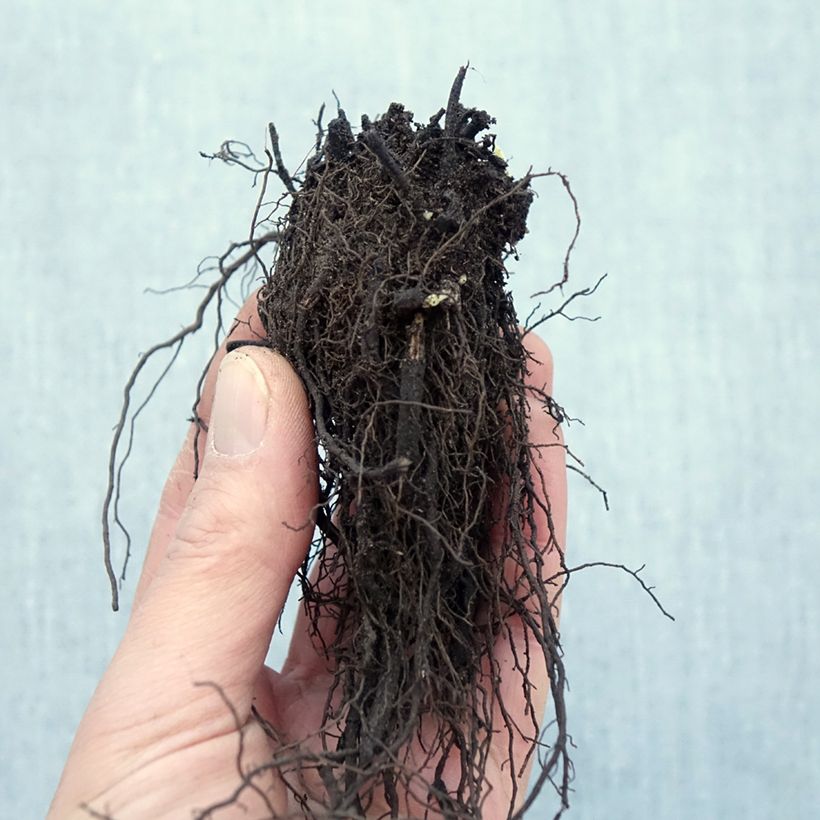 Spécimen de Nepeta racemosa Snowflake - Chataire à fleurs blanches Racines nues, Qualité Extra équivalant à un pot de 2L tel que livré en hiver