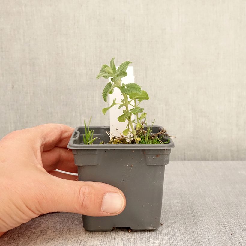 Spécimen de Nepeta x faassenii Alba - Népéta hybride Godet de 8/9 cm tel que livré au printemps