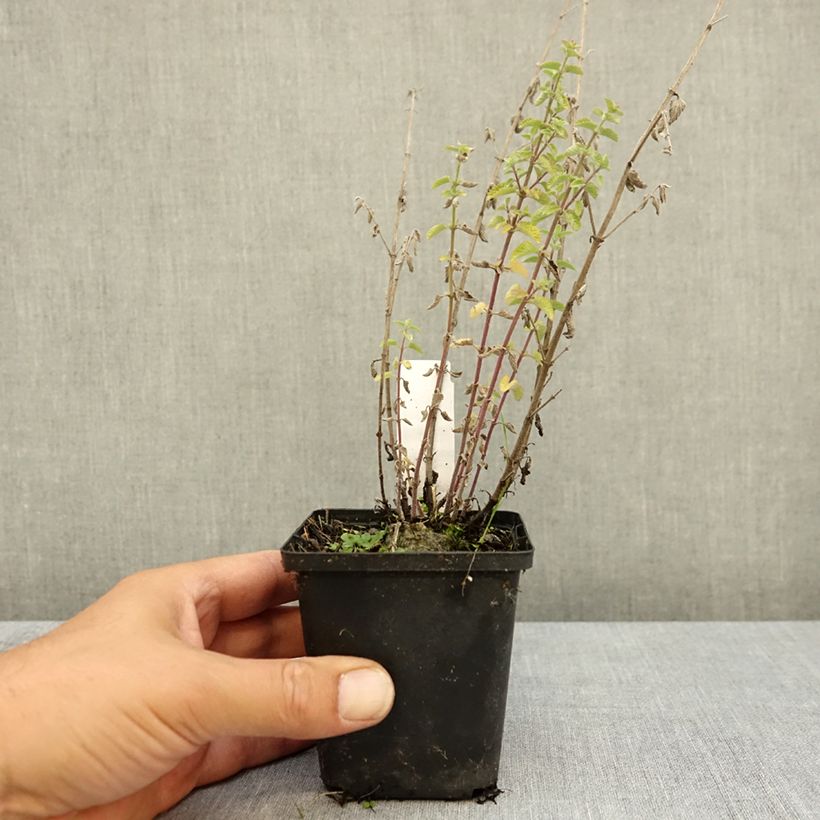 Spécimen de Nepeta x faassenii Dropmore Godet de 8/9 cm tel que livré en été