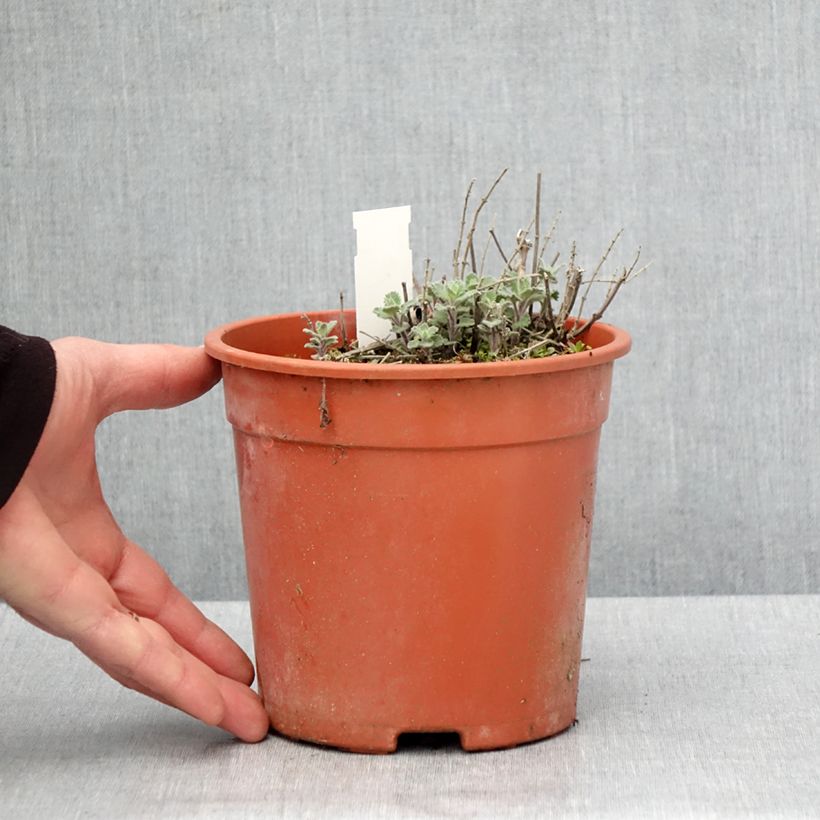 Example of Nepeta x faassenii Dropmore Pot de 2L/3L as you get in printemps