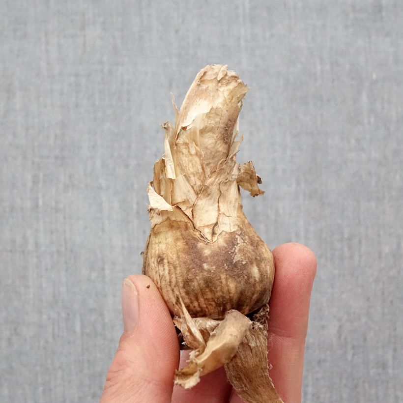 Example of Nerine bowdenii Amandi - Lis de Guernesey Bulbe calibre 12+ as you get in printemps