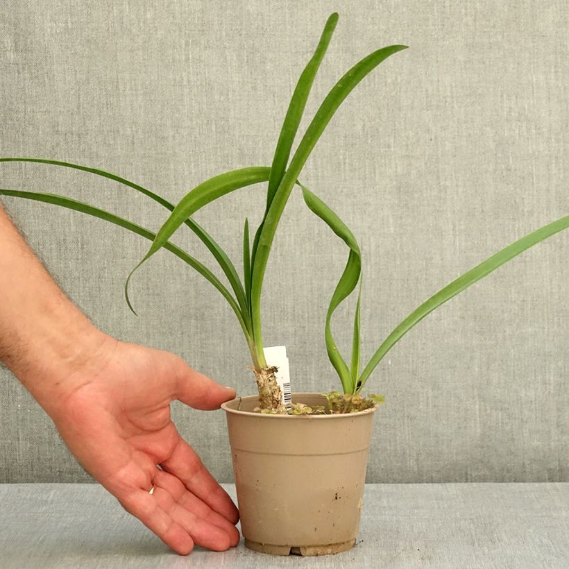 Spécimen de Nerine bowdenii Amandi - Lis de Guernesey Pot de 1,5L/2L calibre 12/14 tel que livré en été