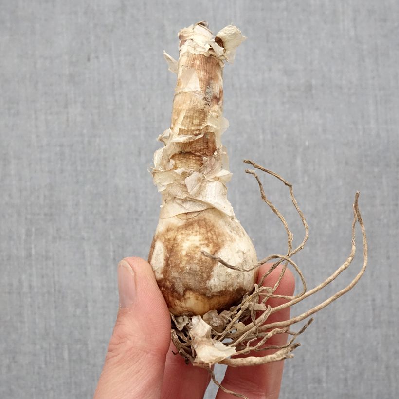 Spécimen de Nerine bowdenii Bianca Perla - Lis de Guernesey Bulbe calibre 12+ tel que livré au printemps