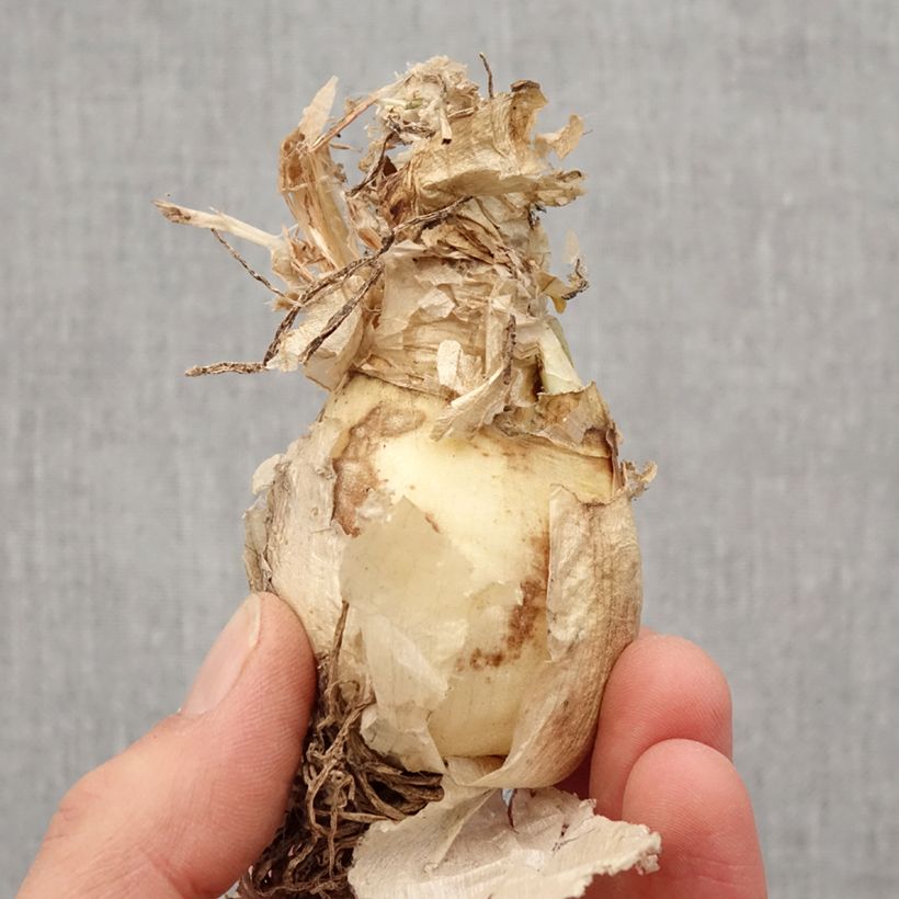 Spécimen de Nerine bowdenii Bionce - Lis de Guernesey Bulbe calibre 12/14 tel que livré au printemps