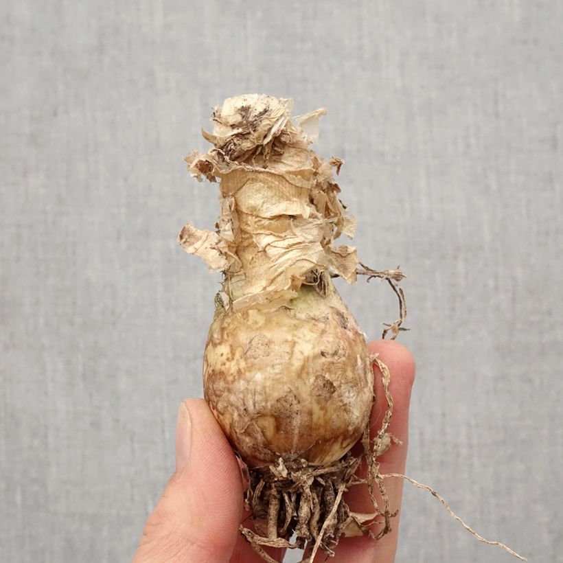 Spécimen de Nerine bowdenii Like a Virgin - Lis de Guernesey Bulbe calibre 12+ tel que livré au printemps