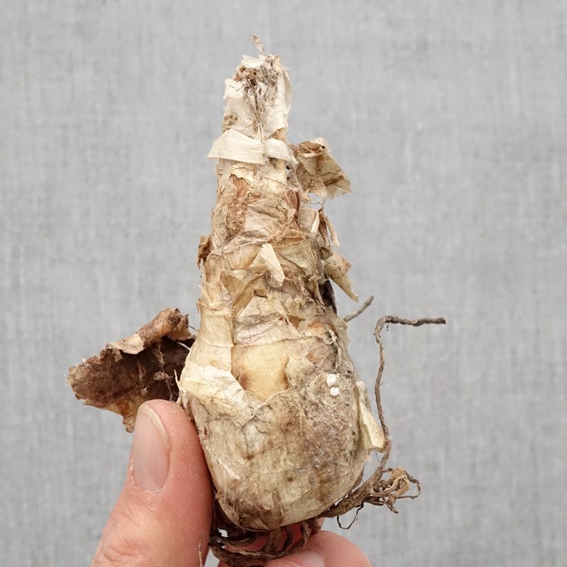 Example of Nerine bowdenii Ostara K - Lis de Guernesey Bulbe calibre 12+ as you get in printemps