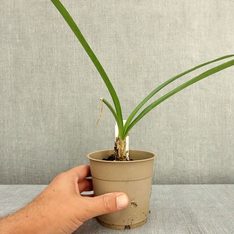 Spécimen de Nerine bowdenii Ostara K - Lis de Guernesey Pot de 1,5L/2L calibre 12/14 tel que livré en été