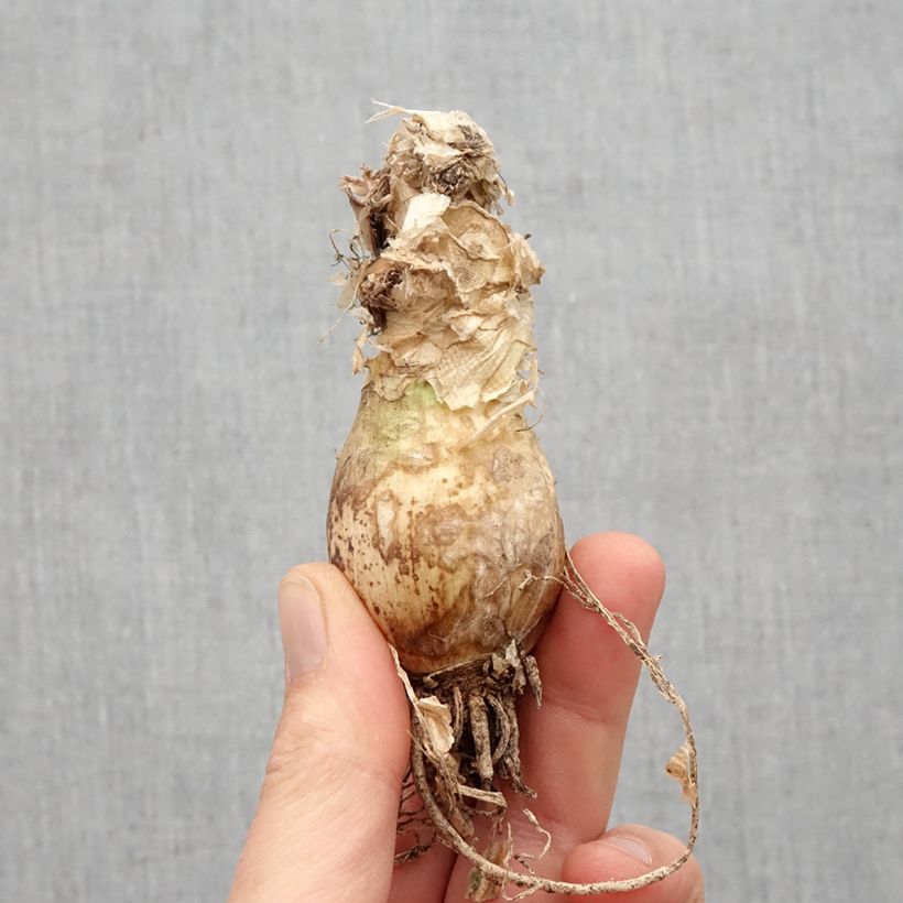 Spécimen de Nerine bowdenii Vesta K - Lis de Guernesey Bulbe calibre 12+ tel que livré au printemps