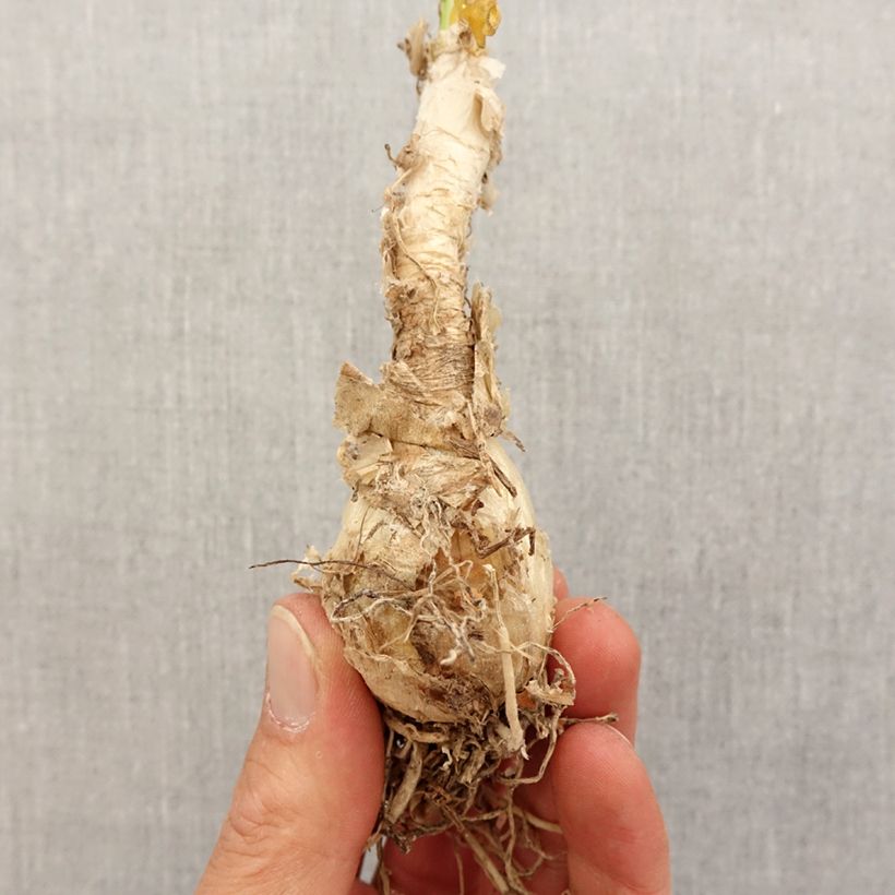 Example of Nerine flexuose blanche Bulbe calibre 13+ as you get in printemps