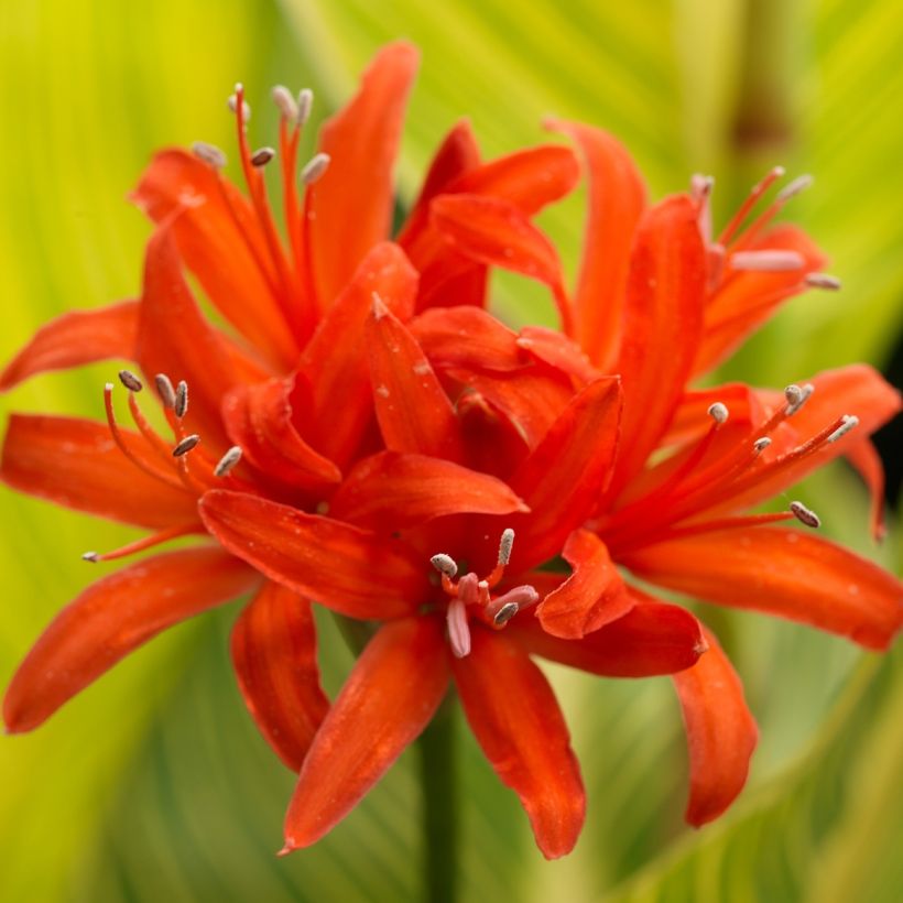 Nerine sarniensis var corusca (Floraison)