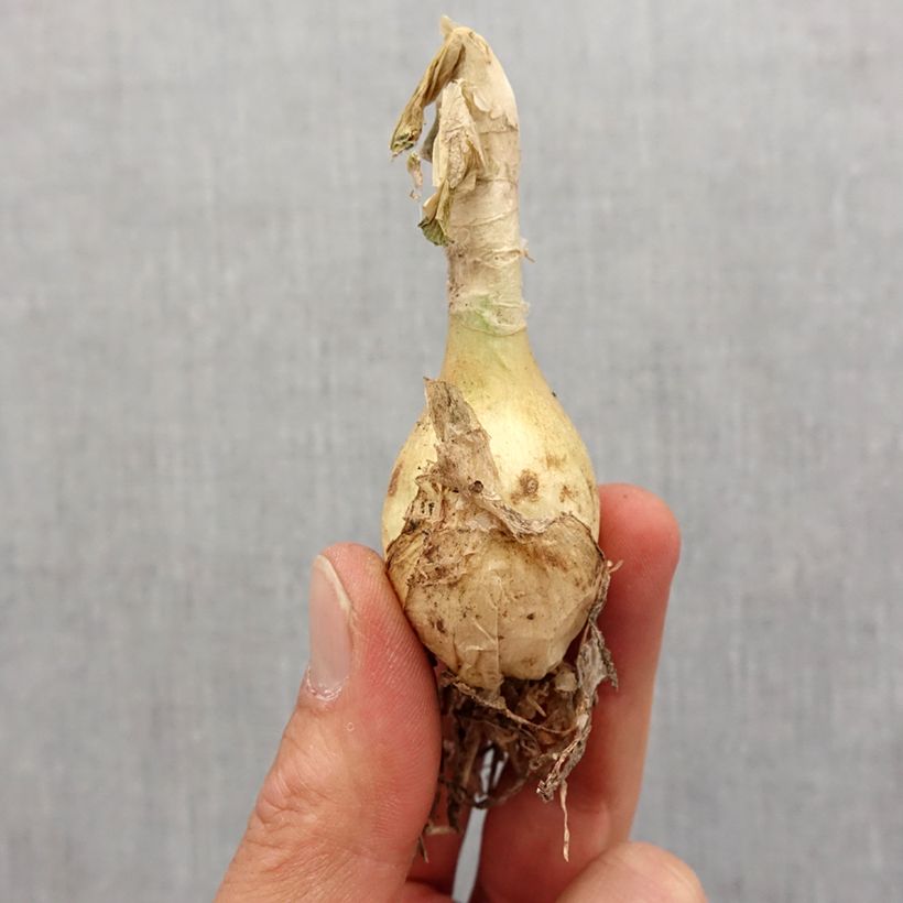 Example of Nerine undulata - Nérine ondulée Bulbe calibre 12+ as you get in printemps