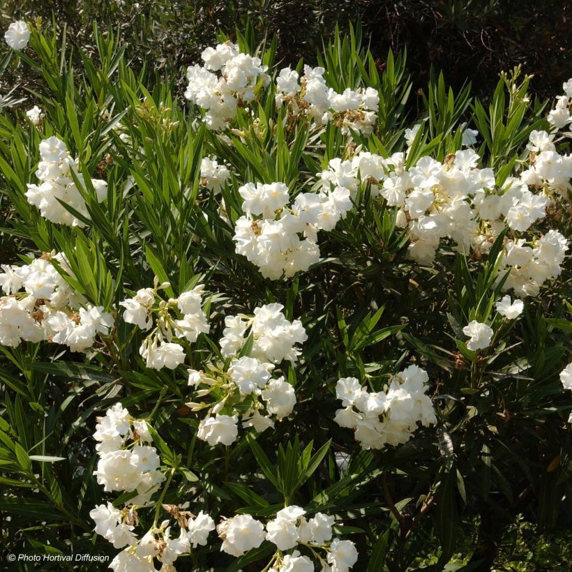 Laurier rose - Nerium oleander Blanc (Flowering)