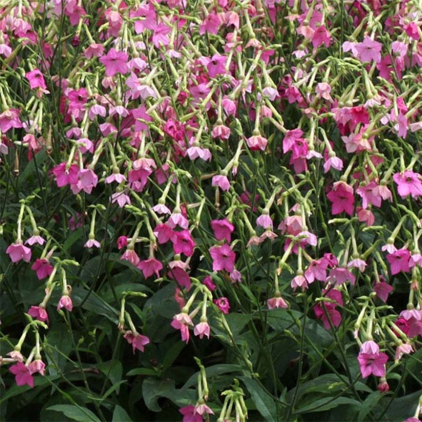Tabac d'ornement - Nicotiana alata Vedado Rose Pink (Floraison)