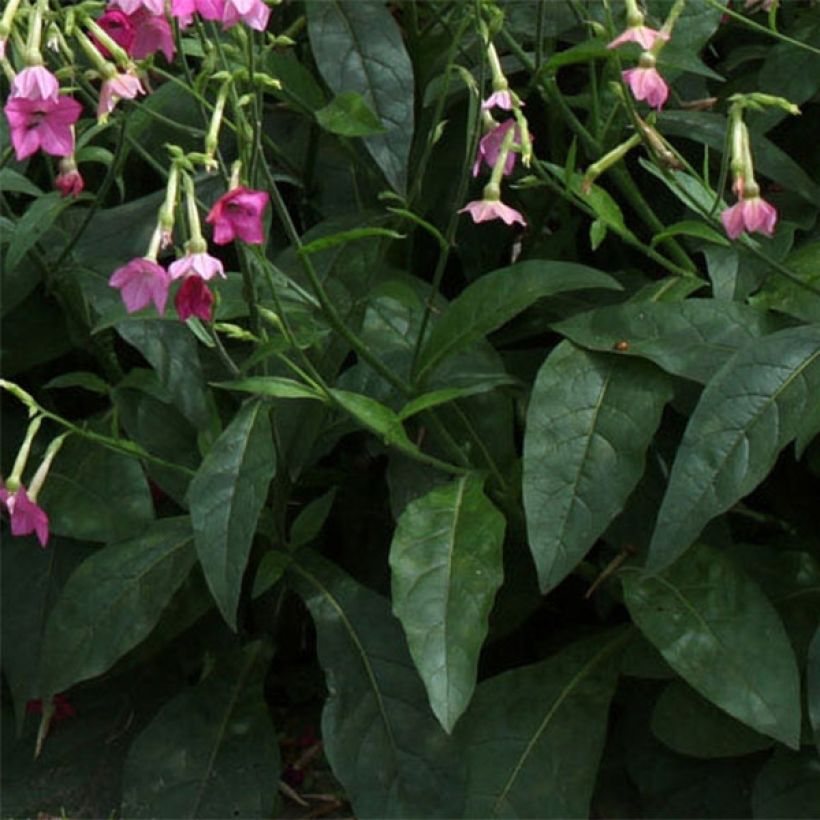 Tabac d'ornement - Nicotiana alata Vedado Rose Pink (Feuillage)