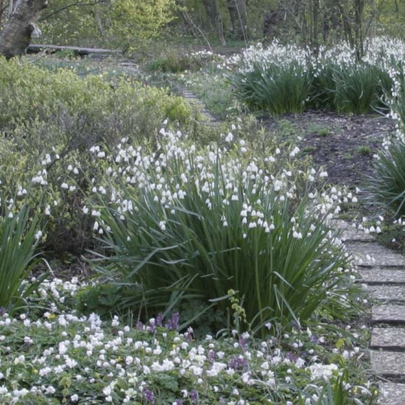 Nivéole d'été - Leucojum aestivum (Port)