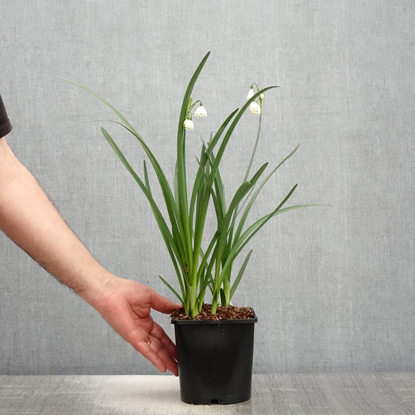 Spécimen de Nivéole d'été - Leucojum aestivum Bridesmaid  Pot de 2L/3L tel que livré au printemps