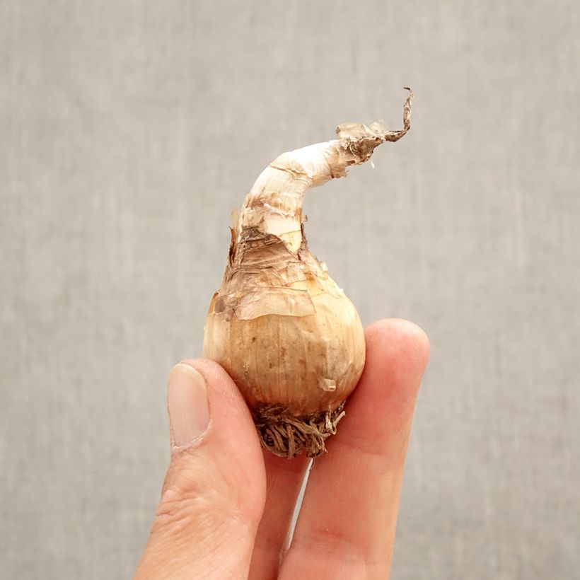 Spécimen de Nivéole d'éte - Leucojum aestivum Gravetye Giant Bulbe size 10/12 tel que livré au printemps