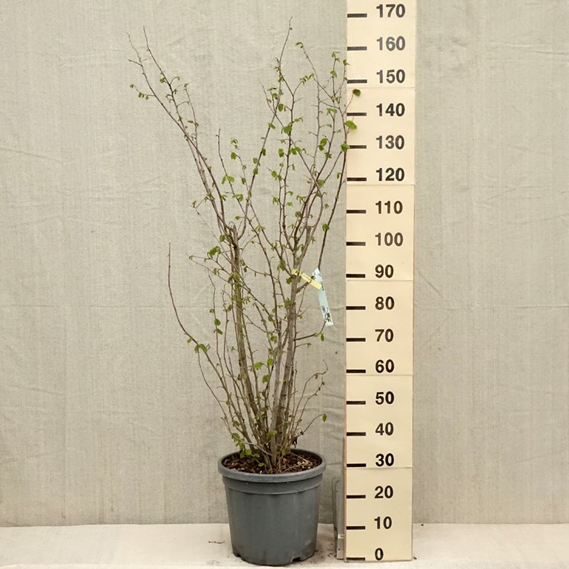 Spécimen de Noisetier commun - Corylus avellana en racines nues Pot de 7,5L/10L tel que livré au printemps