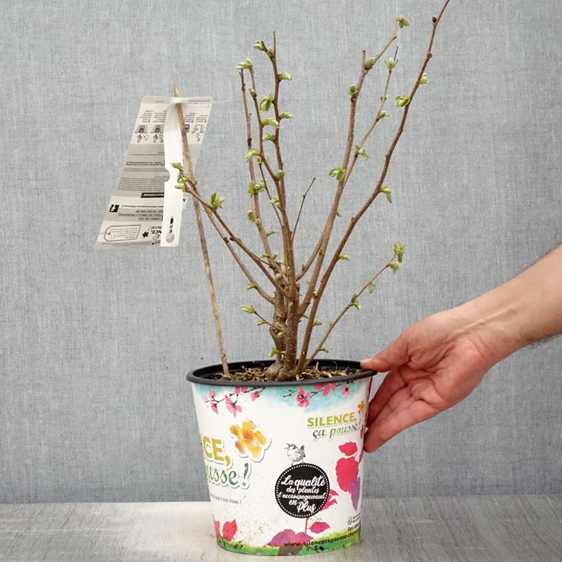 Example of Noisetier commun - Corylus avellana Longue d'Espagne Pot de 3L/4L, Buisson as you get in printemps