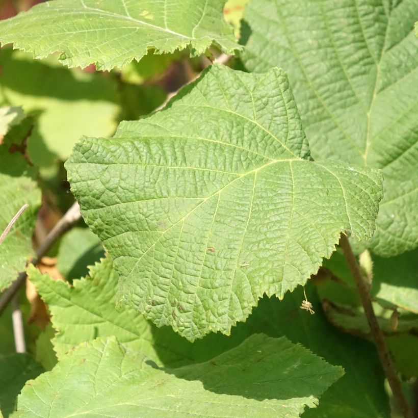 Noisetier Fertile de Coutard (Foliage)