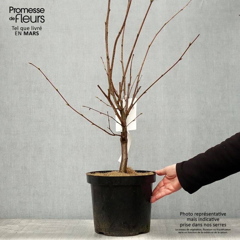 Spécimen de Noisetier Merveille de Bollwiller ou Géant de Halle Pot de 7,5L/10L tel que livré au printemps