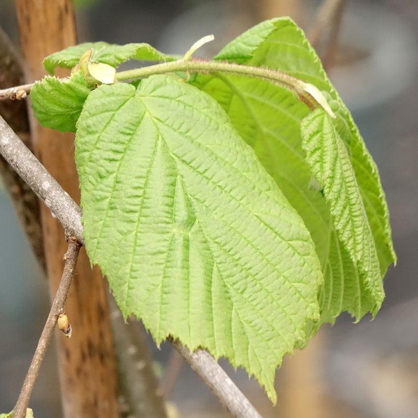 Noisetier pleureur - Corylus avellana Pendula (Foliage)