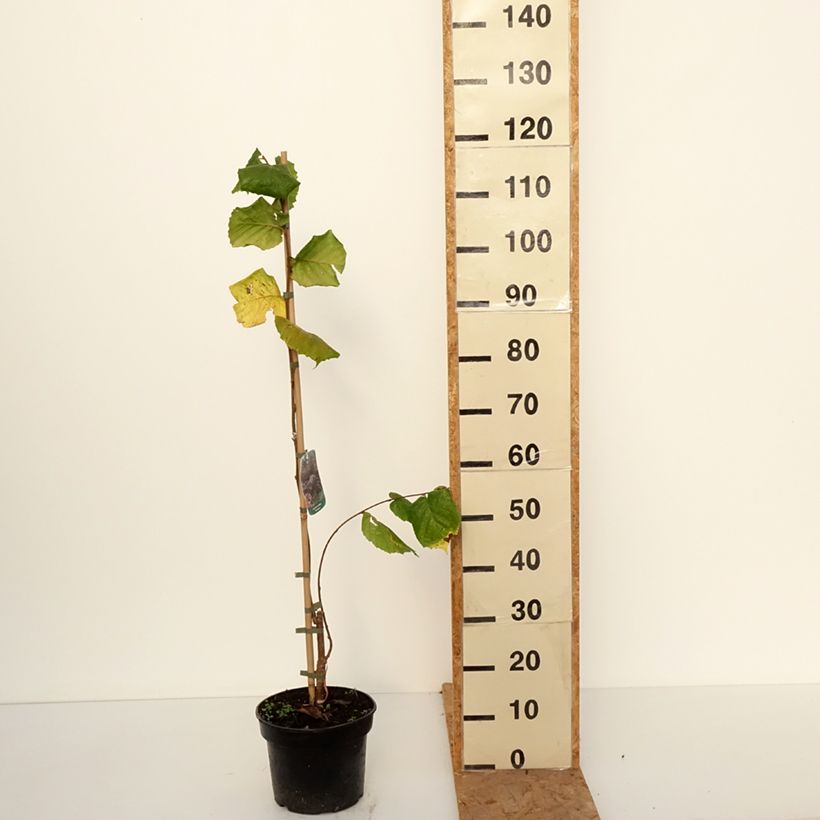 Spécimen de Noisetier pleureur - Corylus avellana Pendula Pot de 7,5L/10L tel que livré en automne