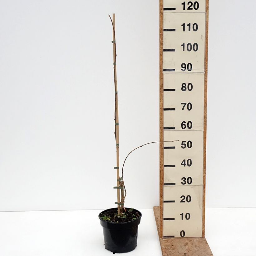 Example of Noisetier pleureur - Corylus avellana Pendula Pot de 4L/5L as you get in hiver