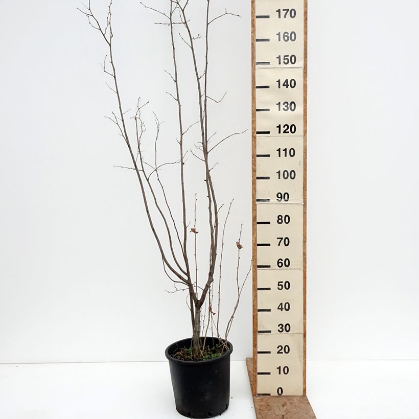 Spécimen de Noisetier Syrena - Corylus avellana Pot de 12L/15L tel que livré en hiver