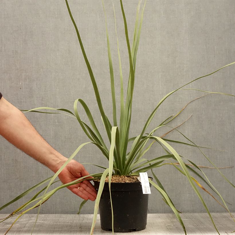 Spécimen de Nolina nelsonii - Noline bleue Pot de 3L/4L tel que livré au printemps