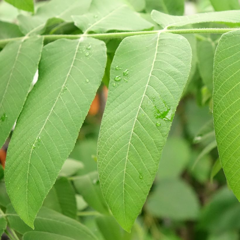 Noyer cendré - Juglans cinerea (Feuillage)