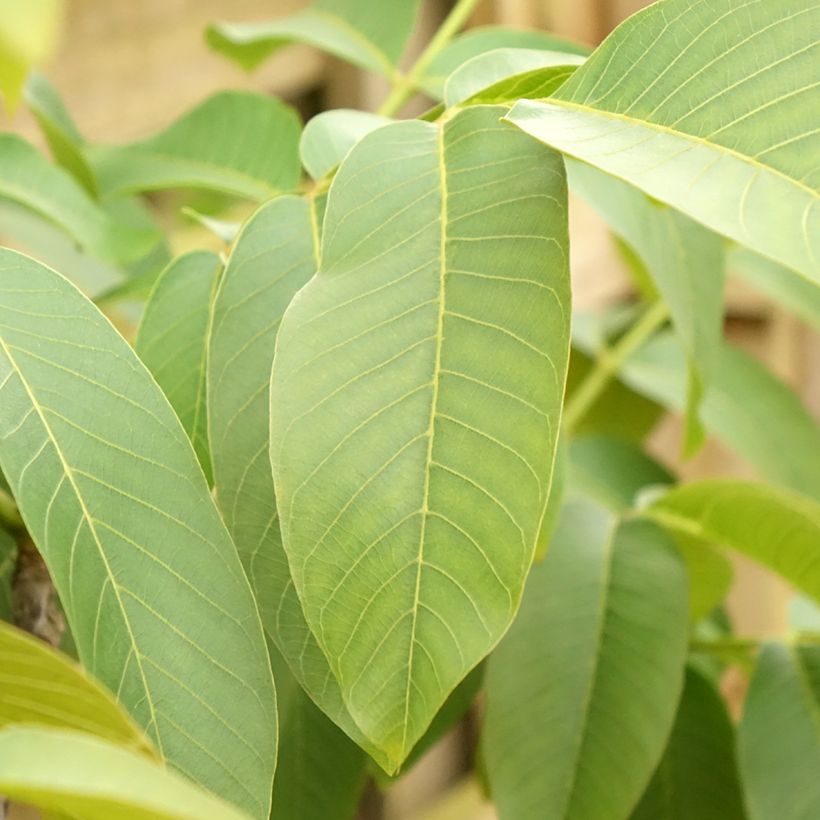 Noyer commun Corne - Corne du Périgord (Foliage)