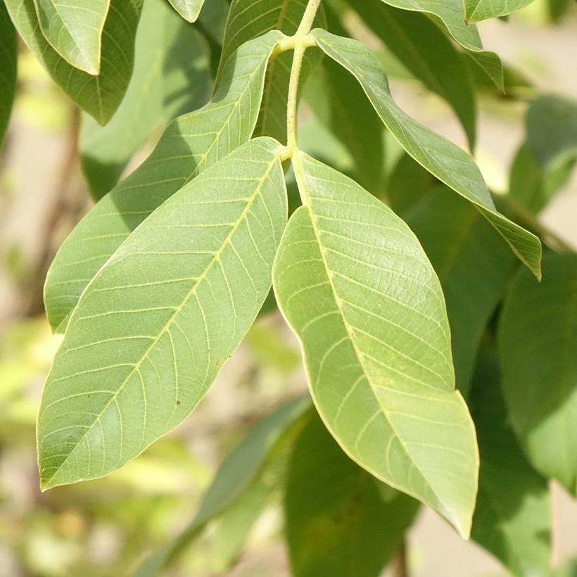 Noyer commun - Juglans regia Chandler (Foliage)