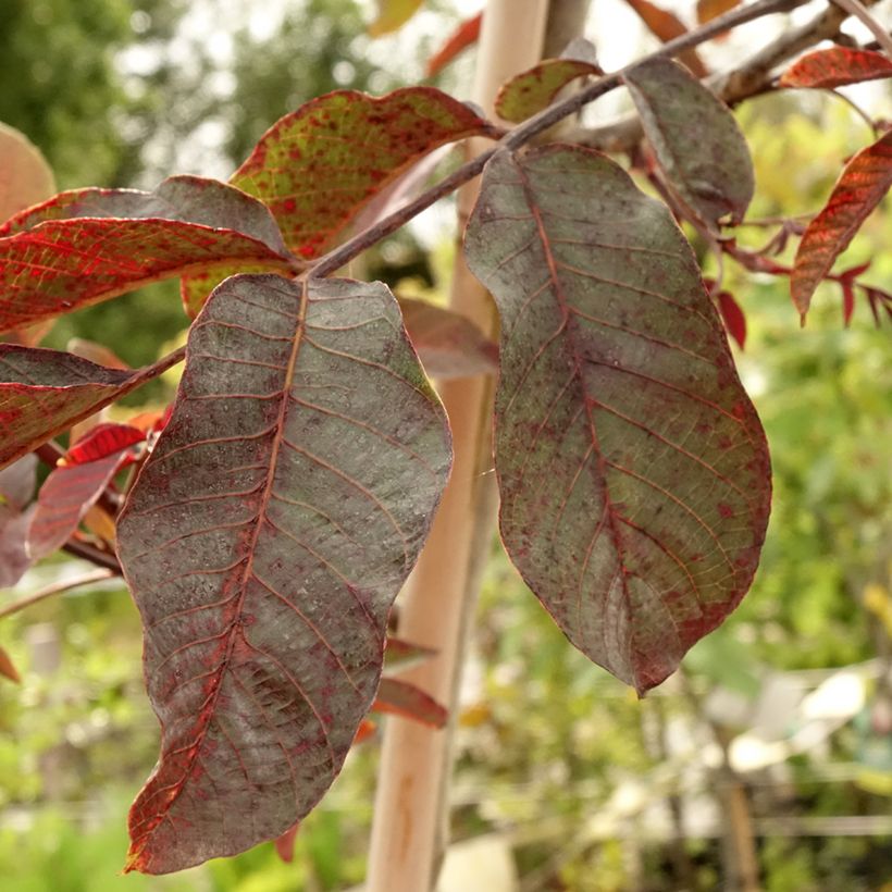 Noyer commun Purpurea - Juglans regia  (Foliage)