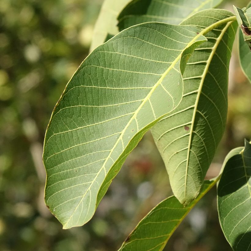 Noyer commun Mayette - Noyer de Tullins (Foliage)