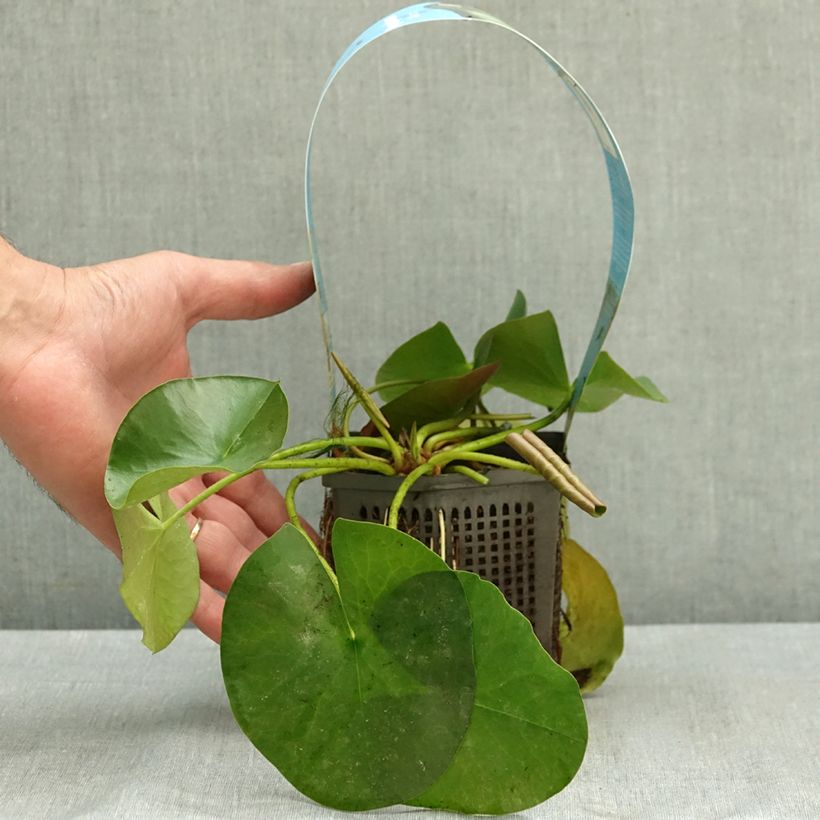 Spécimen de Nymphaea Albatros - Nénuphar rustique blanc Pot de 1L/1,5L tel que livré en été