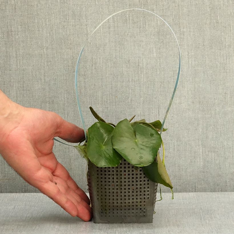 Spécimen de Nymphaea Albatros - Nénuphar rustique blanc Pot de 1L/1,5L tel que livré au printemps